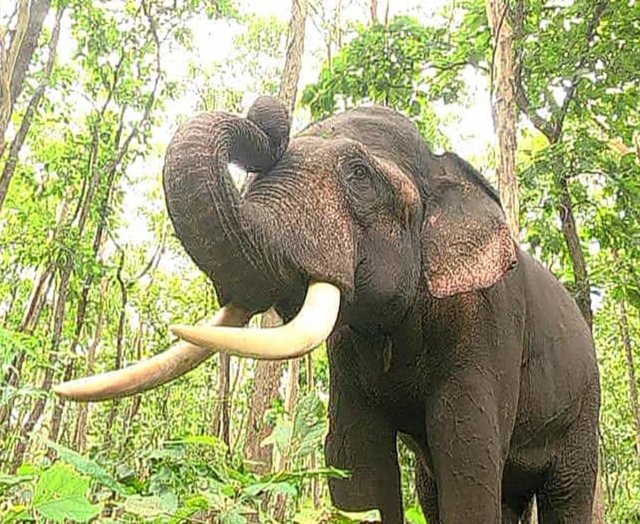 ಮೃತ ಆನೆ ರಂಗ