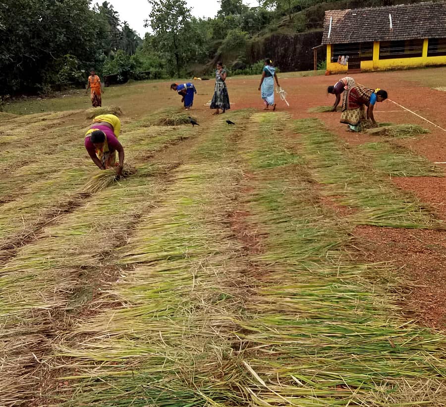 ಕುಮಟಾ ತಾಲ್ಲೂಕಿನ ಊರಕೇರಿ ಗ್ರಾಮದ ಅಬ್ಬಿಯಲ್ಲಿ ಗದ್ದೆಯ ಮಳೆ ನೀರಲ್ಲಿ ಮುಳುಗಿದ ಭತ್ತದ ಪೈರನ್ನು ಅಂಗನವಾಡಿ ಕೇಂದ್ರದ ಮೈದಾನದಲ್ಲಿ ಒಣಗಿಸುತ್ತಿರುವ ಮಹಿಳೆಯರು