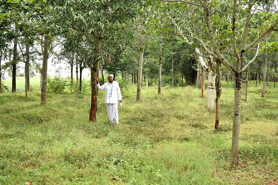 ಅದ್ದೆ ವಿಶ್ವನಾಥಪುರ ಗ್ರಾಮದಲ್ಲಿ ತಾವು ಬೆಳೆಸಿದ ಮರಗಳೊಂದಿಗೆ ಚಿಕ್ಕತಿಮ್ಮರೆಡ್ಡಿ