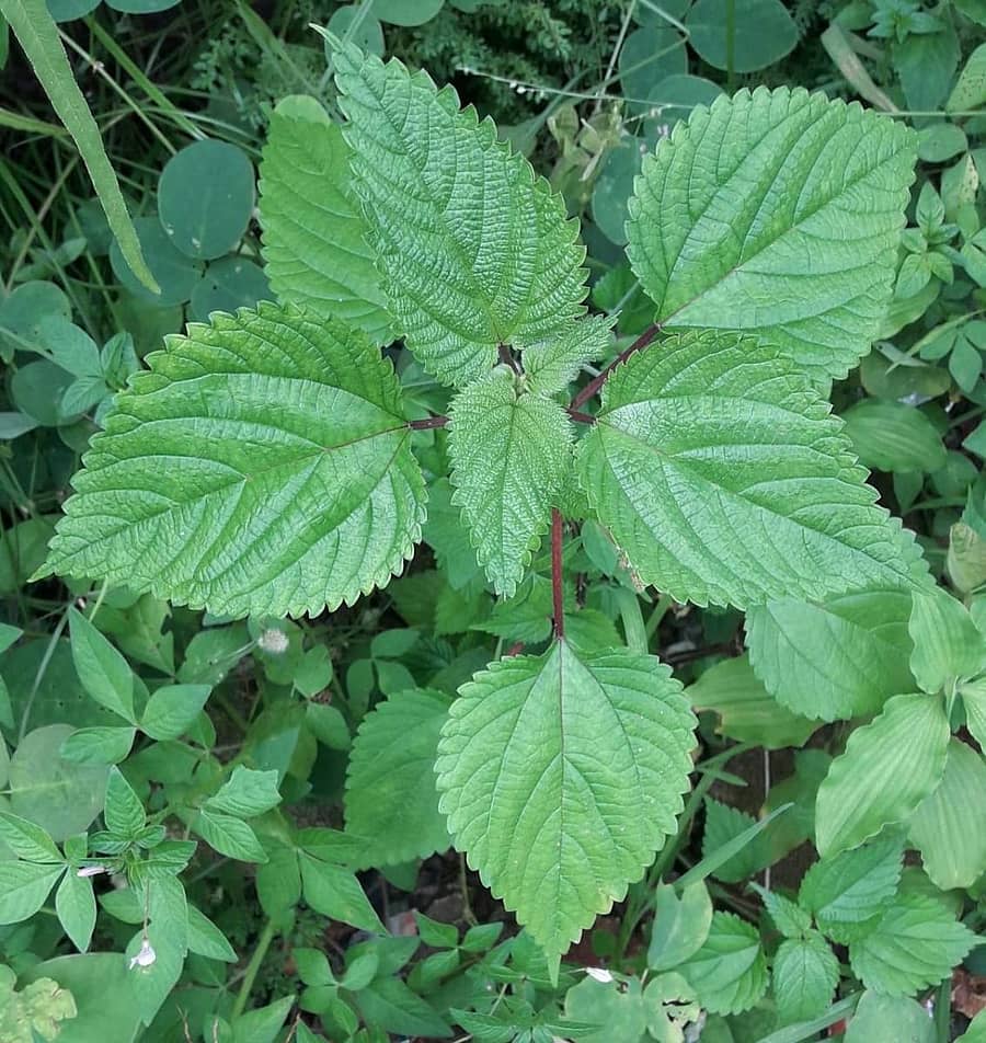ತುರಿಕೆ ಗಿಡ (ಪಂಚರಂಗಿ)