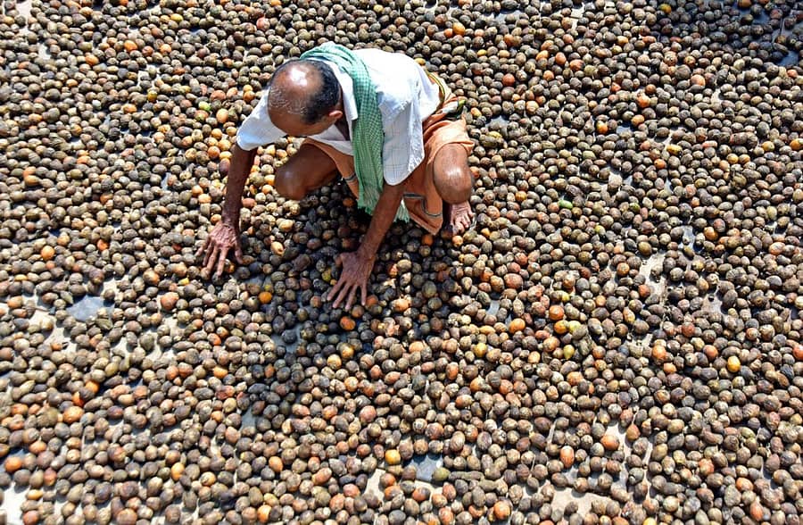 ಬೆಳೆಗಾರರೊಬ್ಬರು ಹಣ್ಣಡಿಕೆಯನ್ನು ಬಿಸಿಲಿನಲ್ಲಿ ಒಣಗಿಸುತ್ತಿರುವುದು (ಸಂಗ್ರಹ ಚಿತ್ರ)