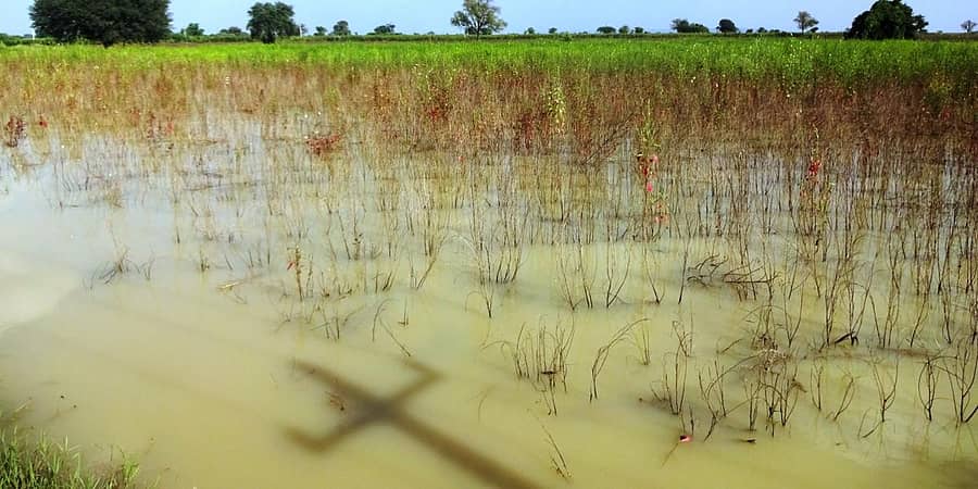  ವಾಡಿ ಸಮೀಪದ ಕಡಬೂರು ಗ್ರಾಮದ ಹೊಲವೊಂದರಲ್ಲಿ ಹತ್ತಿ ಗಿಡಗಳು ಒಣಗಿ ನಿಂತಿರುವುದು.
