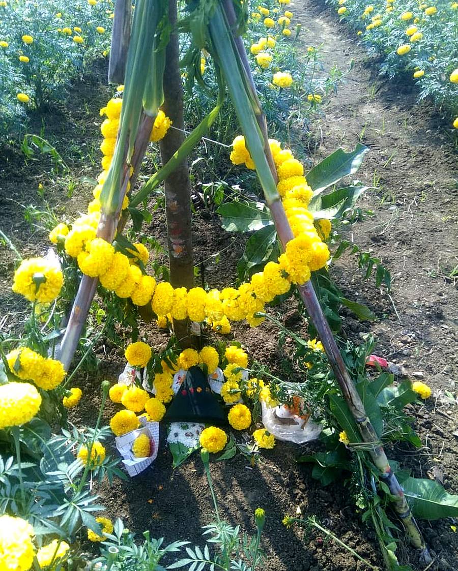 ಸೀಗೆ ಹುಣ್ಣಿಮೆ ಅಂಗವಾಗಿ ರೈತರು ಪೂಜೆ ಸಲ್ಲಿಸಿರುವುದು 