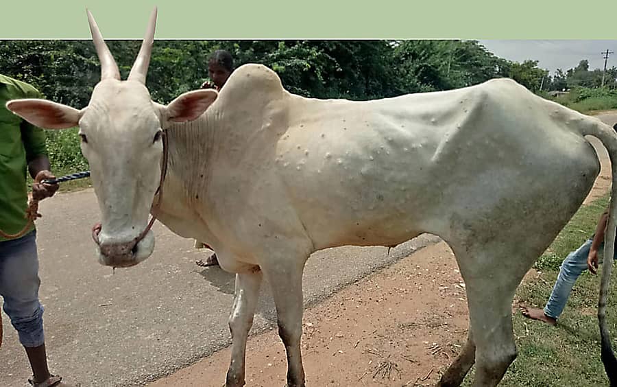 ರಾಸುಗಳಿಗೆ ಚರ್ಮಗಂಟು ರೋಗ ಕಾಣಿಸಿಕೊಂಡಿರುವುದು