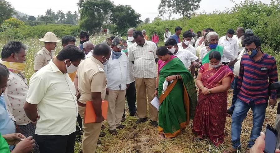 ಕೆಜಿಎಫ್ ಸಮೀಪದ ತಿರುಮಲಾಹಳ್ಳಿಯಲ್ಲಿ ಕಾಡಾನೆಗಳಿಂದ ಆಗಿರುವ ಬೆಳೆ ಹಾನಿಯನ್ನು ಶಾಸಕಿ ಎಂ. ರೂಪಕಲಾ ಗುರುವಾರ ವೀಕ್ಷಿಸಿದರು.