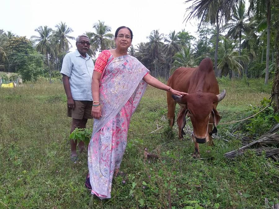 ಗಿರ್ ತಳಿಯ ಹಸುವಿನ ಜೊತೆ ನಂದಿನಿ– ಜಯರಾಂ ದಂಪತಿ