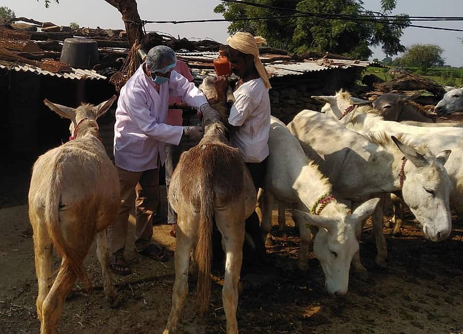 ಔರಾದ್ ತಾಲ್ಲೂಕಿನ ಹಾಲಹಳ್ಳಿಯಲ್ಲಿ ಕತ್ತೆಗಳ ಆರೋಗ್ಯ ತಪಾಸಣೆ ಮಾಡಿ ಚುಚ್ಚುಮದ್ದು ನೀಡಿದ ಪಶು ವೈದ್ಯರು