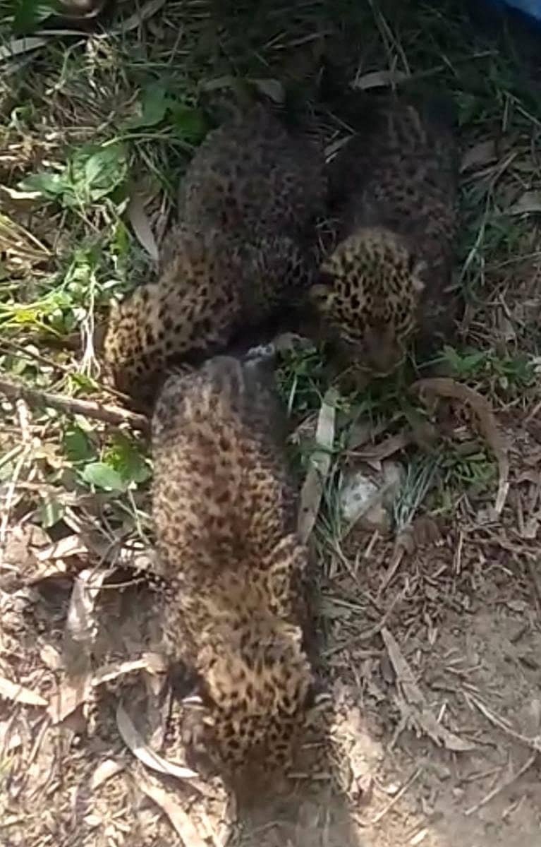 ಬಿ.ಹೊಸೂರು ಗ್ರಾಮದ ಕಬ್ಬಿನ ಗದ್ದೆಯೊಂದರಲ್ಲಿ ಮೂರು ಚಿರತೆ ಮರಿಗಳು ಪತ್ತೆಯಾದವು