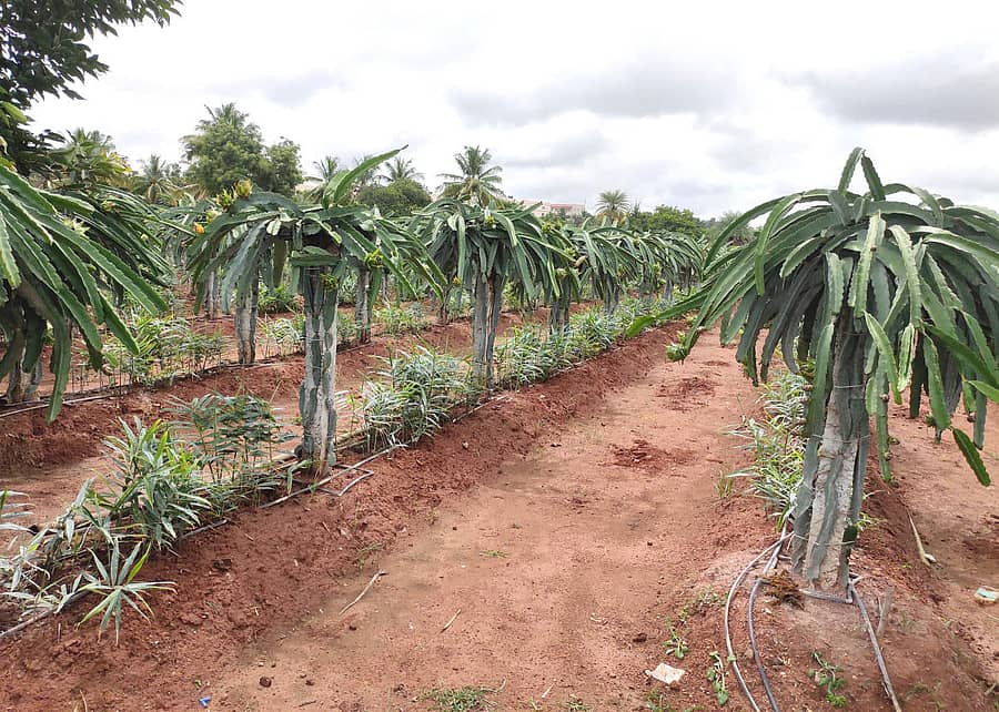 ಶ್ರೀನಿವಾಸರೆಡ್ಡಿ ಅವರ ಡ್ರ್ಯಾಗನ್‌ ಫ್ರೂಟ್‌ ತೋಟ