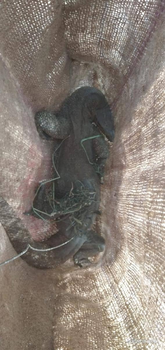 ಆರೋಪಿಯಿಂದ ರಕ್ಷಿಸಿದ ಉಡ