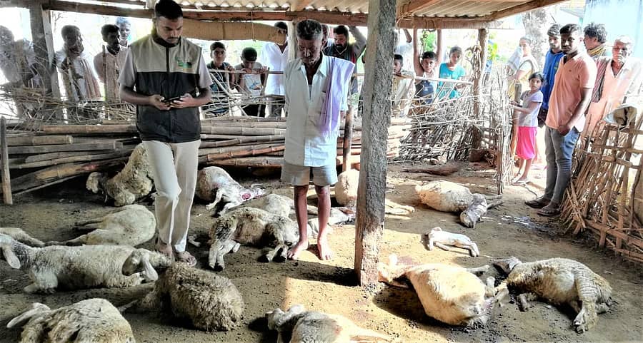 ಕೊಪ್ಪಲಿನಲ್ಲಿದ್ದ ಕುರಿಗಳು ಸಾವನಪ್ಪಿರುವುದನ್ನು ನೋಡುತ್ತಿರುವ ರೈತ ಭೋಜೇಗೌಡ ಮತ್ತು ಅರಣ್ಯ ಅಧಿಕಾರಿ ದಾಳೇಶ್