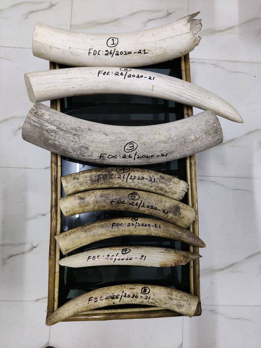 ಆರೋಪಿಗಳಿಂದ ವಶಪಡಿಸಿಕೊಂಡ ಆನೆದಂತಗಳು