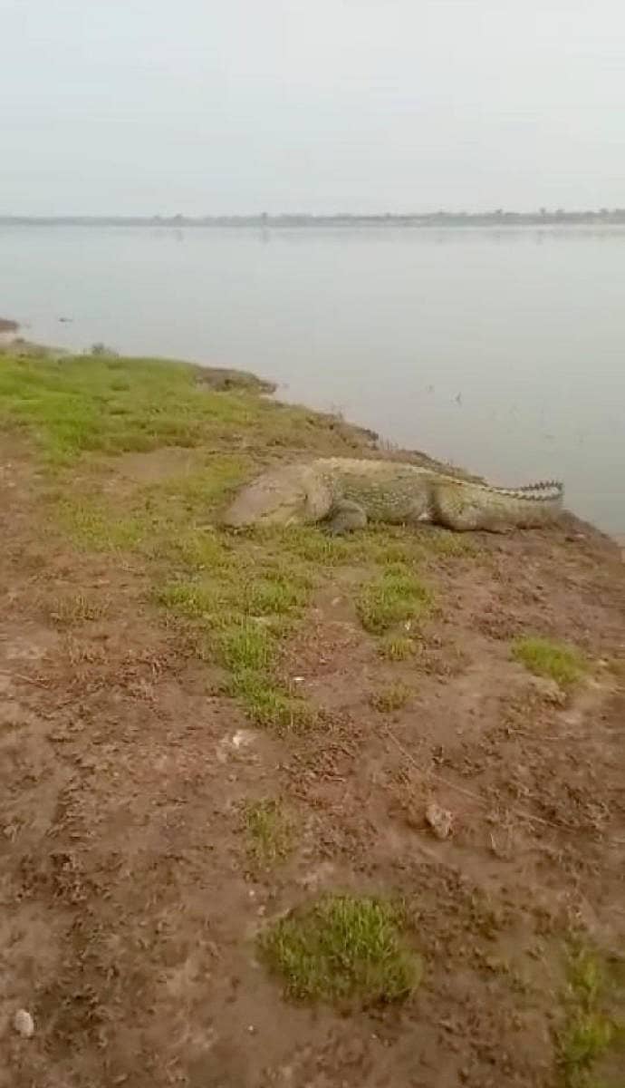 ಶಹಾಪುರ ಸಮೀಪದ ಗೌಡೂರ ನದಿ ದಂಡೆಯಲ್ಲಿ ಮೊಸಳೆ ಪ್ರತ್ಯಕ್ಷ