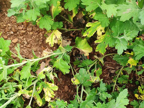 ಹಾನಿಯಾಗಿರುವ ಬೆಳೆ