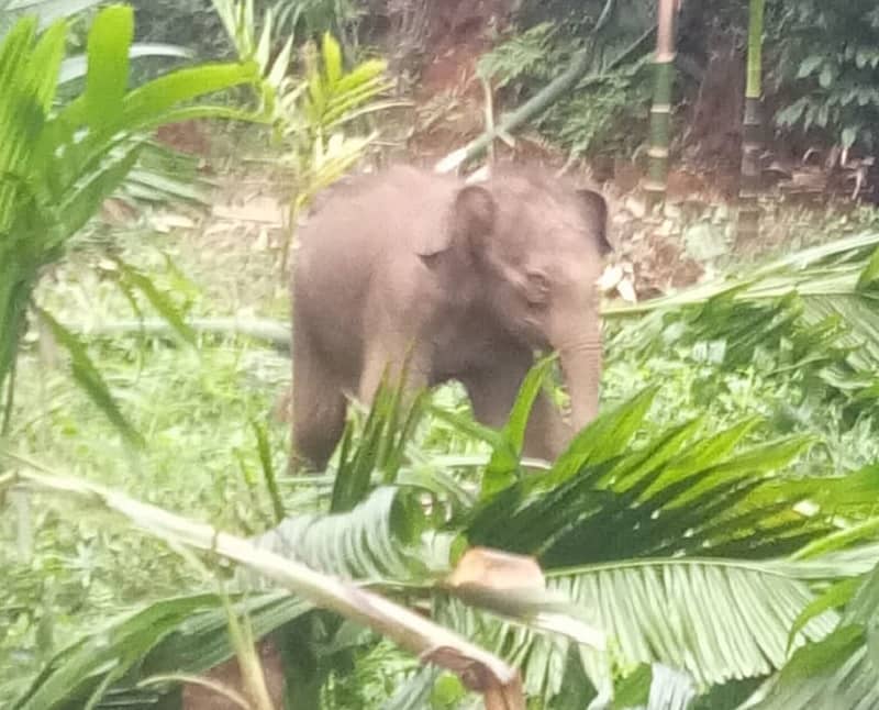 ಆನೆಗಳ ಹಿಂಡಿನಿಂದ ತಪ್ಪಿಸಿಕೊಂಡು ತೋಟದಲ್ಲೇ ಉಳಿದಿರುವ ಮರಿಯಾನೆ