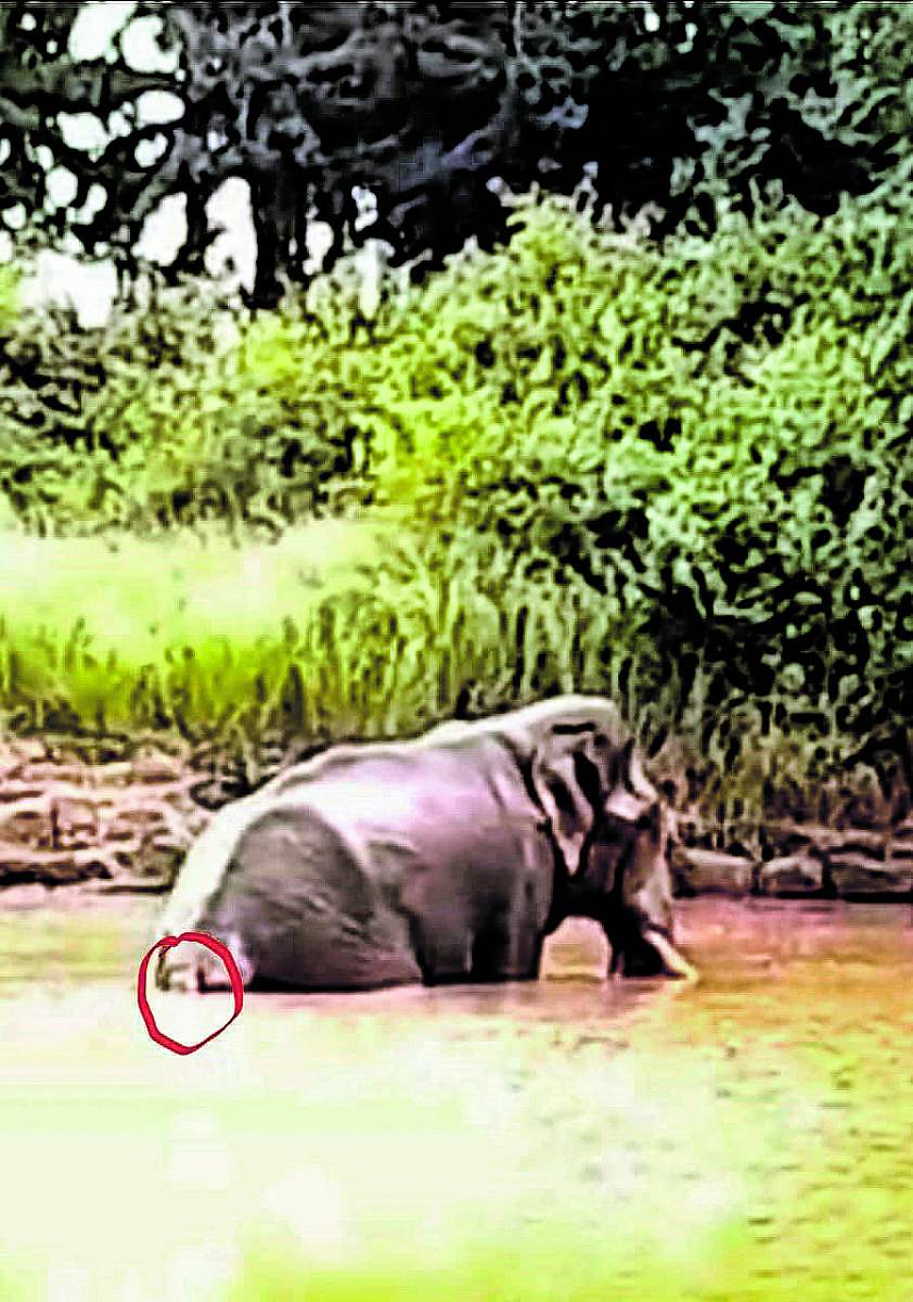 ಆನೆಯ ಬಾಲ ತುಂಡಾಗಿರುವುದು