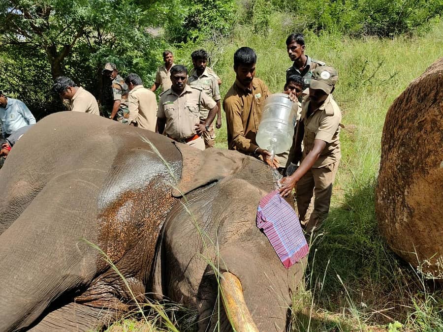 ಅರಣ್ಯ ಇಲಾಖೆ ಸಿಬ್ಬಂದಿ ಸಲಗಕ್ಕೆ ಚಿಕಿತ್ಸೆ ನೀಡಿದರು
