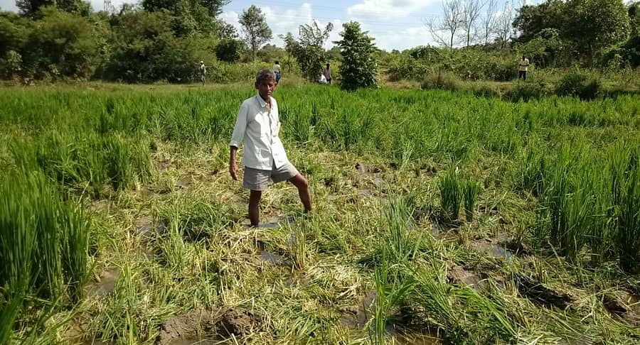 ಹಲಗೂರು ಸಮೀಪದ ದಬ್ಬಹಳ್ಳಿಯಲ್ಲಿ ಆನೆ ದಾಳಿಯಿಂದ ಹಾನಿಯಾದ ಭತ್ತದ ಫಸಲು