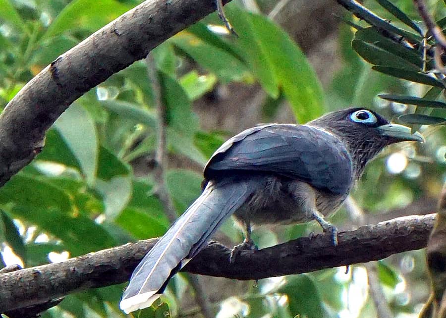 ಏಕಾಶಿಪುರದ ಅಶೋಕ ವನದಲ್ಲಿ ಕಂಡ ಕೈರಾತ ಪಕ್ಷಿ