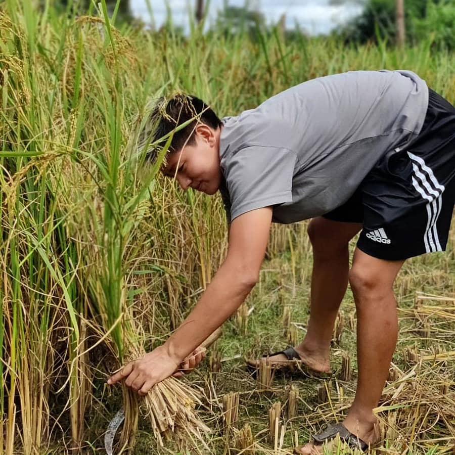 ಭತ್ತದ ಕೊಯ್ಲಿನಲ್ಲಿ ನಿರತರಾಗಿರುವ ಅಂಜು–ಎಐಎಫ್‌ಎಫ್‌ ವೆಬ್‌ಸೈಟ್‌ ಚಿತ್ರ