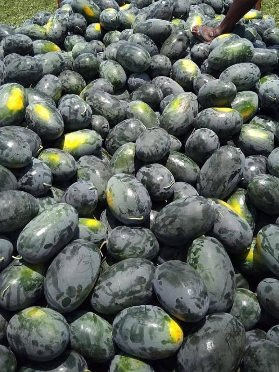 ಚಳ್ಳಕೆರೆ ತಾಲ್ಲೂಕಿನ ಪುರ್ಲೆಹಳ್ಳಿ ಗ್ರಾಮದಲ್ಲಿ ಬೆಳೆದ ಕಲ್ಲಂಗಡಿ ಬೆಳೆ