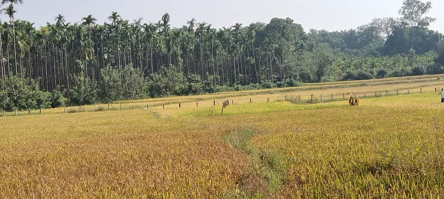 ನರಸಿಂಹರಾಜಪುರದ ವ್ಯಾಪ್ತಿಯಲ್ಲಿ ಬೆಳೆಯಲಾಗಿರುವ ಭತ್ತದ ಬೆಳೆ.
