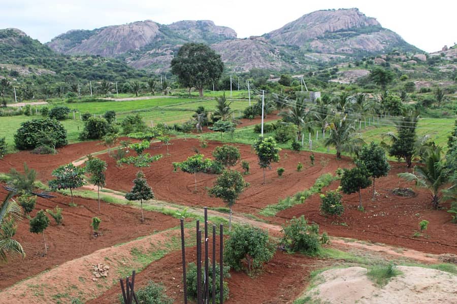 ಮುದ್ದುಶ್ರೀ ದಿಬ್ಬ