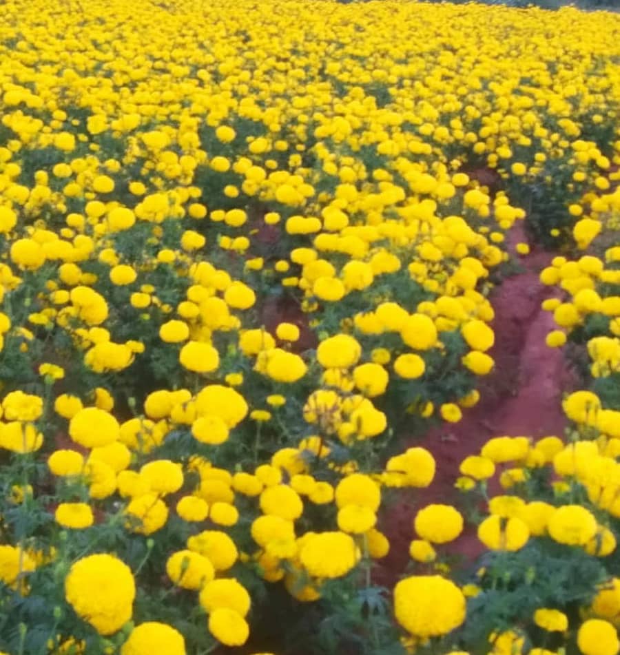 ಕುಕನೂರು ತಾಲ್ಲೂಕಿನ ಇಟಗಿ ಗ್ರಾಮದ ರೈತ ಹನುಮಂತಪ್ಪ ಅವರ ಹೊಲದಲ್ಲಿ ಬೆಳೆದಿರುವ ಚೆಂಡು ಹೂ