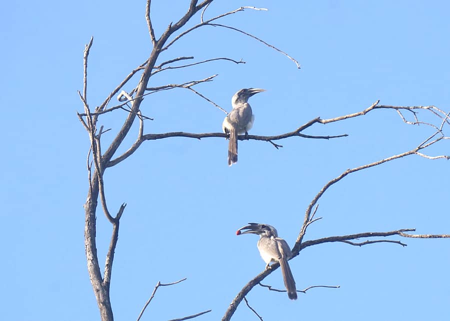 ಗಂಡ್ರಗೊಳ್ಳಿಪುರ ಅರಣ್ಯದಲ್ಲಿ ಕಂಡ ಬೂದು ಮಂಗಟೆ  ಚಿತ್ರಗಳು ಚಿದಾನಂದ್‌