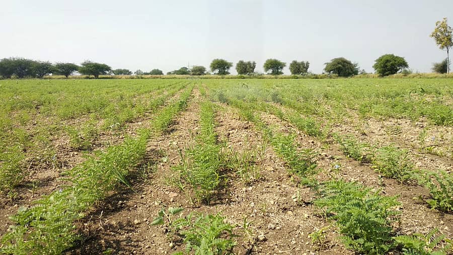 ಕೊಪ್ಪಳ ಜಿಲ್ಲೆಯ ಕುಷ್ಟಗಿ ತಾಲ್ಲೂಕಿನಲ್ಲಿ ಈಗಾಗಲೇ ಬಿತ್ತನೆಯಾಗಿರುವ ಕಡಲೆ ಸಮೃದ್ಧವಾಗಿ ಬೆಳೆದಿದೆ