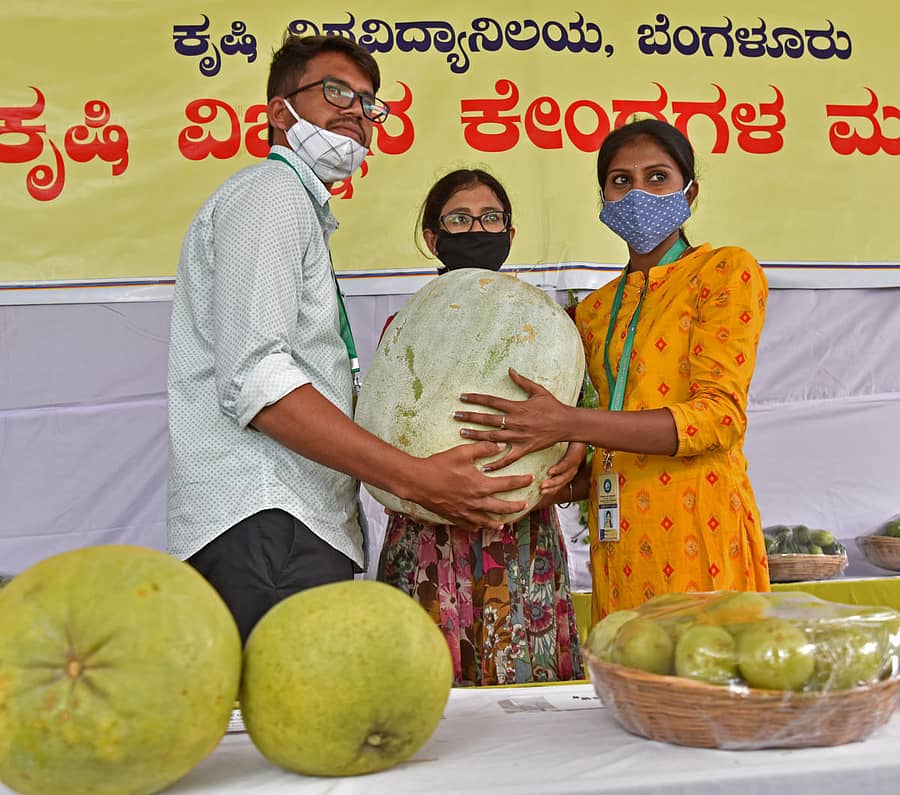 ಕೃಷಿ ಮೇಳದಲ್ಲಿ ಪ್ರದರ್ಶನಕ್ಕೆ ಇಟ್ಟಿದ್ದ ಬೃಹತ್‌ ಕುಂಬಳಕಾಯಿಯನ್ನು ಎತ್ತಿ ಸಂಭ್ರಮಿಸಿದ ಸಾರ್ವಜನಿಕರು ಪ್ರಜಾವಾಣಿ ಚಿತ್ರ