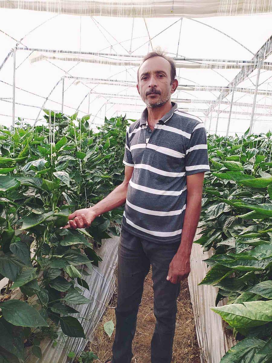 ಪಾಲಿಹೌಸ್ನಲ್ಲಿ ಹಾಕಿರುವ ಗ್ರೀನ್ ಕ್ಯಾಪ್ಸಿಕಂ ಬೆಳೆಯೊಂದಿಗೆ ನಾಗರಾಜ್