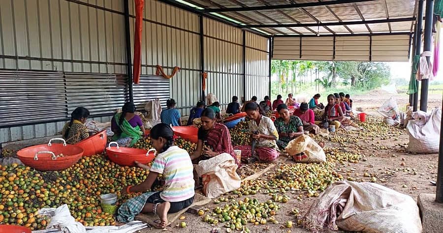 ದಾವಣಗೆರೆ ಸಮೀಪದ ತುರ್ಚಘಟ್ಟದಲ್ಲಿ ಅಡಿಕೆ ಸುಲಿಯುತ್ತಿರು ಮಹಿಳೆಯರು