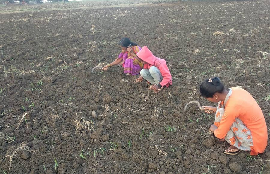 ಬೀದರ್ ತಾಲ್ಲೂಕಿನ ಚಿಲ್ಲರ್ಗಿ ಗ್ರಾಮ ಸಮೀಪದ ಹೊಲದಲ್ಲಿ ಮೊಳೆಯೊಡೆಯುತ್ತಿರುವ ಜೋಳ