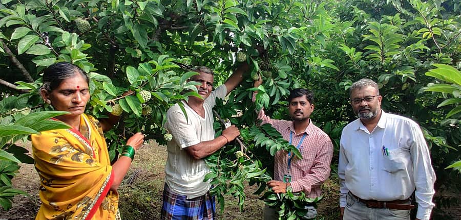 ಆಳಂದ ತಾಲ್ಲೂಕಿನ ಸಂಗೊಳಗಿ ಗ್ರಾಮದ ರೈತ ವೆಂಕಟರಾವ ದಂಪತಿಯೊಂದಿಗೆ ಸೀತಾಫಲ ಬೆಳೆದ ಹೊಲದಲ್ಲಿ ತೋಟಗಾರಿಕೆ ಅಧಿಕಾರಿಗಳು