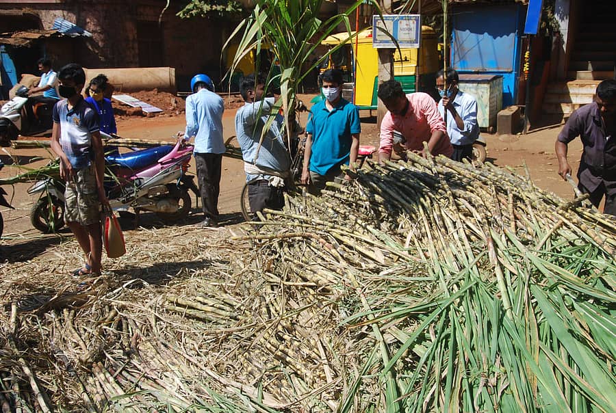 ಬೆಳಗಾವಿಯಲ್ಲಿ ದೀಪಾವಳಿ ಹಬ್ಬದ ಅಂಗವಾಗಿ ಪೂಜೆಗಾಗಿ ಸಾರ್ವಜನಿಕರು ಶನಿವಾರ ಕಬ್ಬು ಖರೀದಿಸಿದರು