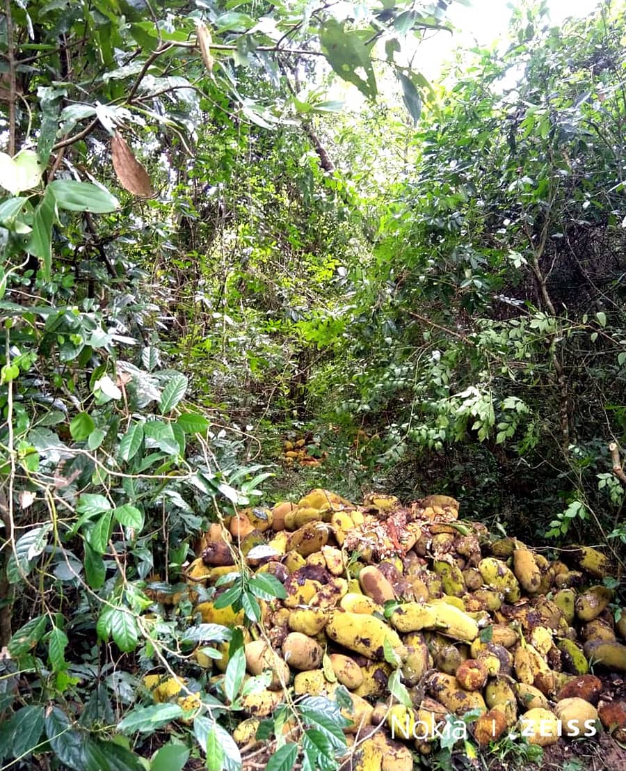 ಮಲೆನಾಡು ಭಾಗದಲ್ಲಿ ಬೆಳೆ ಉಳಿಸಿಕೊಳ್ಳಲು ರೈತರು ರಸ್ತೆ ಮೇಲೆ ಹಲಸಿನ ಹಣ್ಣು ಸುರಿದಿರುವ ದೃಶ್ಯ