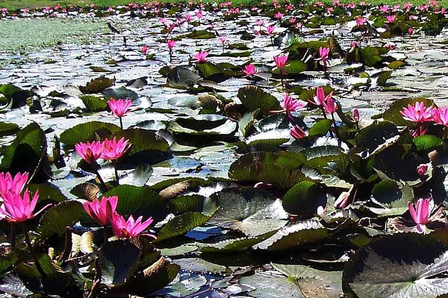 ಶ್ರೀನಿವಾಸಪುರ ತಾಲ್ಲೂಕಿನ ರೋಜೇನಹಳ್ಳಿ ಗ್ರಾಮದ ಸಮೀಪ ಕುಂಟೆಯೊಂದರಲ್ಲಿ ಅರಳಿರುವ ಕೆಂದಾವರೆ