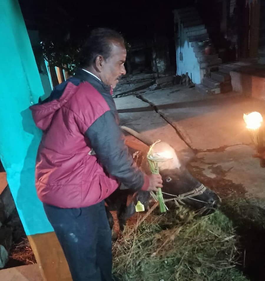 ಔರಾದ್ ತಾಲ್ಲೂಕಿನ ಬಲ್ಲೂರ ಗ್ರಾಮದಲ್ಲಿ ಜಾನುವಾರು ಪಾಲಕರೊಬ್ಬರು ಹಾವಿನ ಹೆಡೆ ಆಕಾರದಲ್ಲಿ ಹುಲ್ಲಿನ ಹೆಡೆ ಮಾಡಿ ಎಮ್ಮೆಗೆ ಬೆಳಗುತ್ತಿರುವುದು