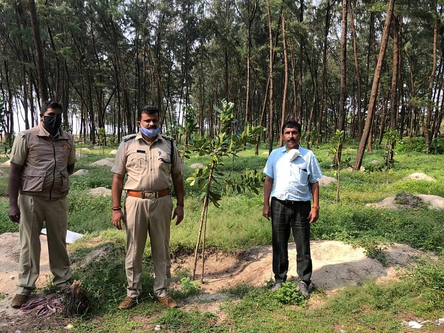 ಮಂಗಳೂರಿನ ತಣ್ಣೀರುಬಾವಿ ಸಮೀಪದ ನೆಡುತೋಪು