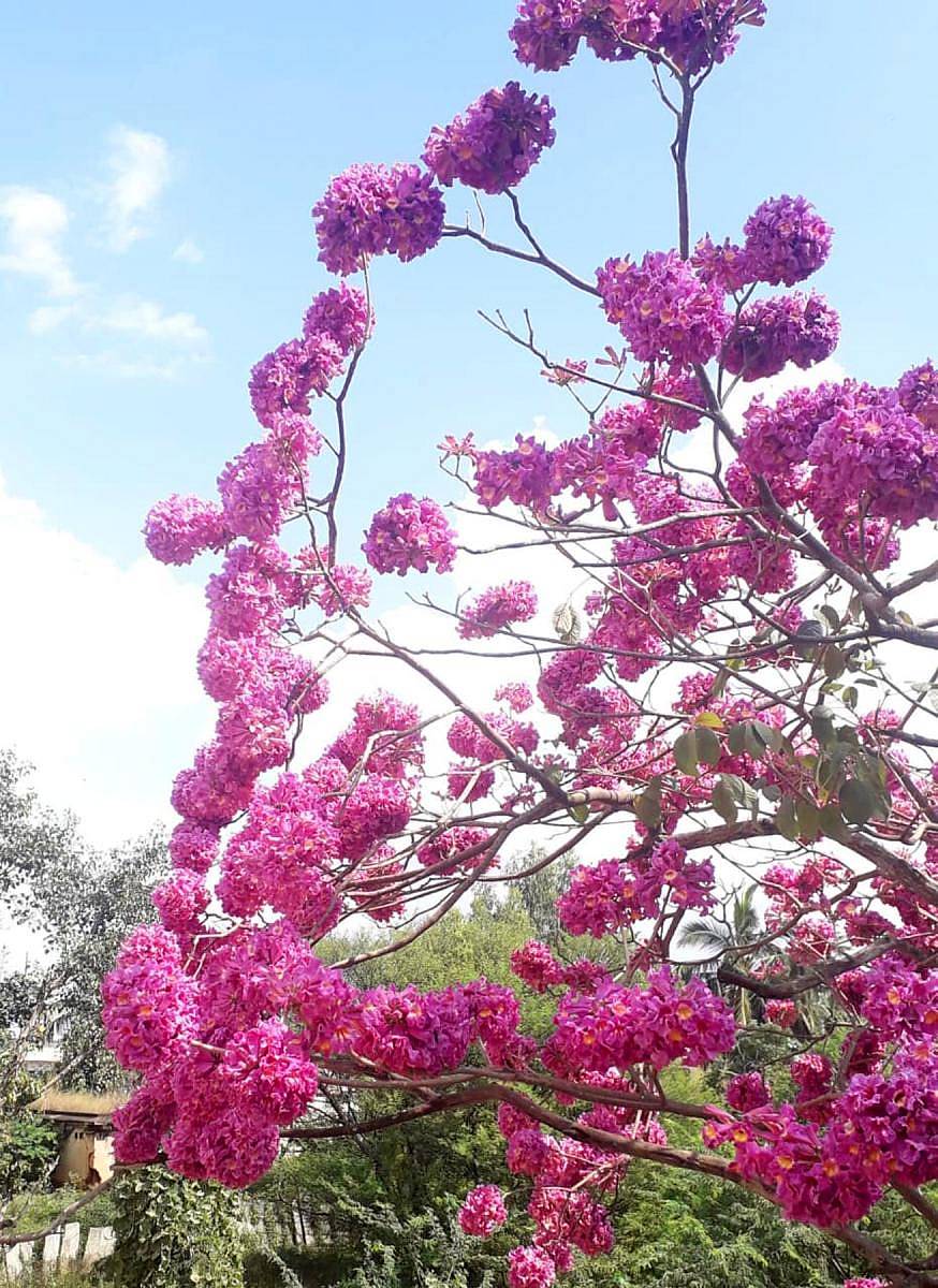 ಶಿಡ್ಲಘಟ್ಟ ತಾಲ್ಲೂಕಿನ ಭಕ್ತರಹಳ್ಳಿಯಲ್ಲಿ ಗಾಢವಾದ ಗುಲಾಬಿ ಬಣ್ಣದ ಹೂವರಳಿಸಿ ನಿಂತ ಟಬೂಬಿಯಾ ಅವಲಾನಿಡೇ ಮರಗಳು