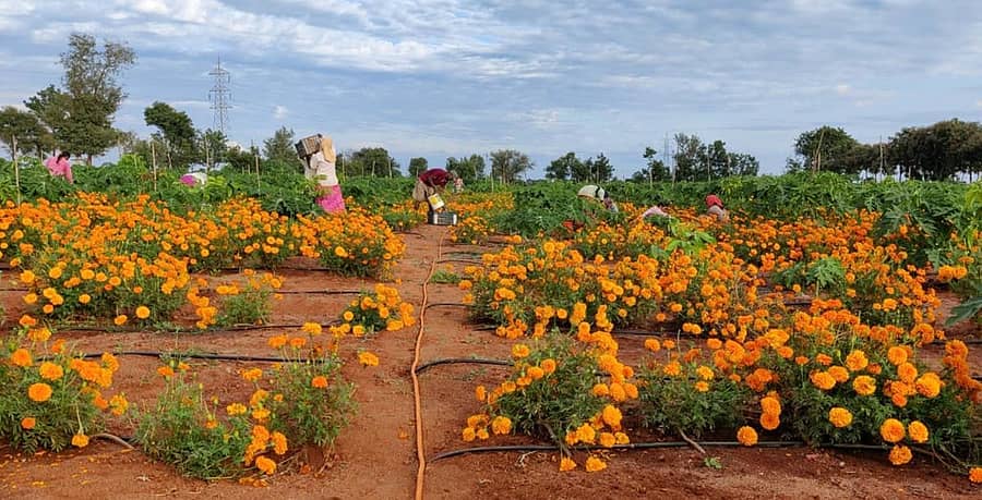 ಕುಷ್ಟಗಿಯ ಚಿರಂಜೀವಿ ಹಿರೇಮಠ ಅವರ ತೋಟದಲ್ಲಿ ಬೆಳೆದ ಚೆಂಡು ಹೂ