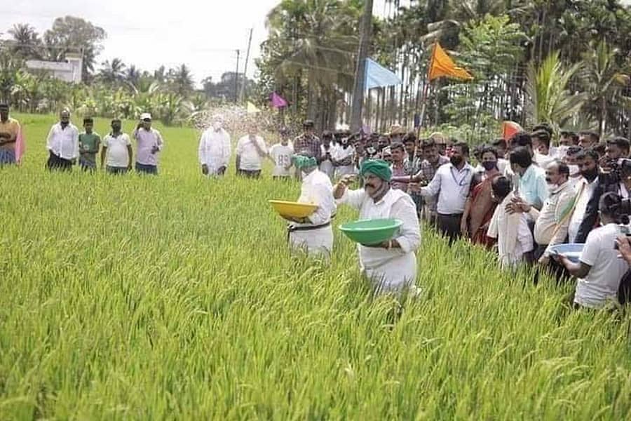 ಕೃಷಿ ಸಚಿವ ಬಿ.ಸಿ.ಪಾಟೀಲ ಕಾಯಿಕಟ್ಟಿದ ಭತ್ತಕ್ಕೆ ಗೊಬ್ಬರ ಬಿತ್ತುತ್ತಿರುವುದು