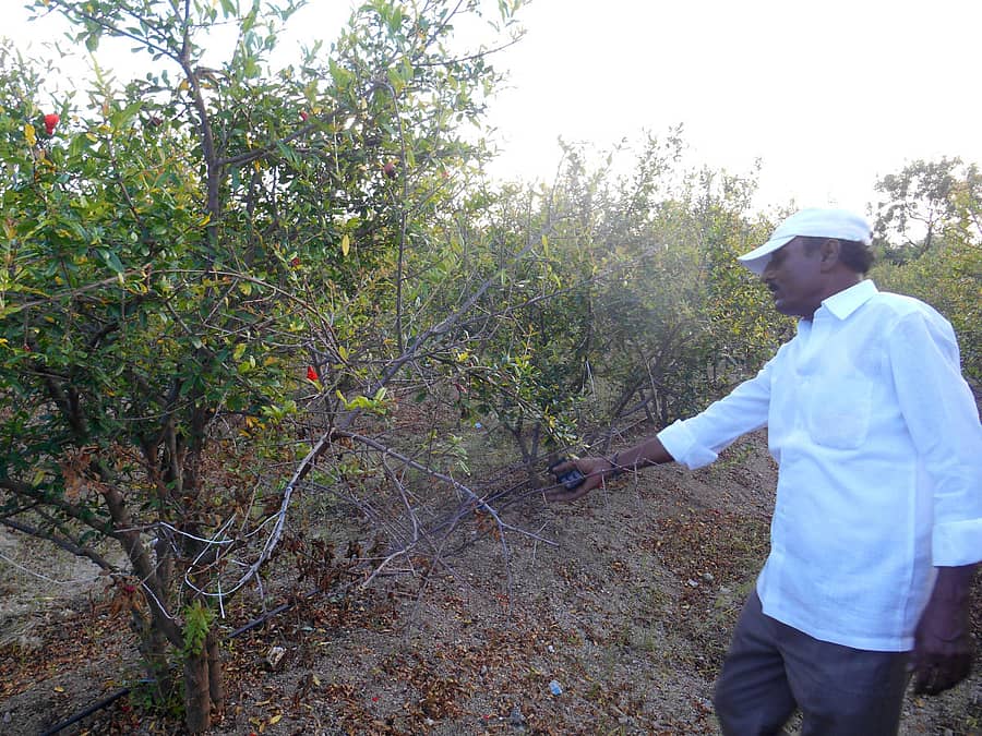 ಲಿಂಗಸುಗೂರು ತಾಲ್ಲೂಕಿನ ಕಸಬಾಲಿಂಗಸುಗೂರಿನ ರೈತ ಮಹಾದೇವಯ್ಯ ಗೌಡೂರು ಜಮೀನದಲ್ಲಿ ಫಸಲಿಗೆ ಬಿಟ್ಟ ದಾಳಿಂಬೆ ಗಿಡಗಳು ಒಣಗುತ್ತಿರುವುದನ್ನು ತೋರಿಸಿದರು