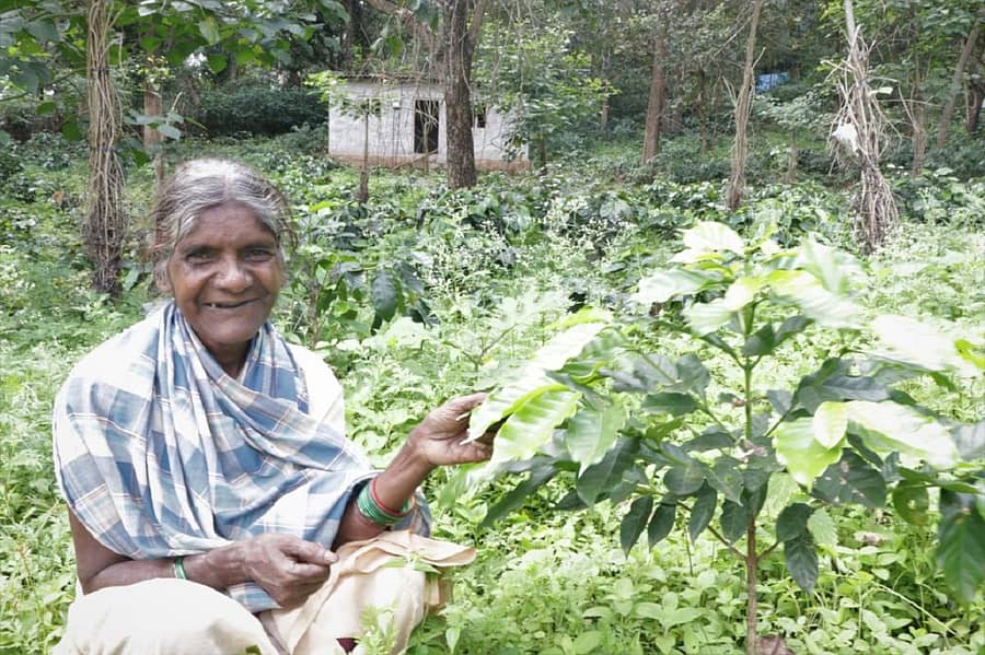 ನರೇಗಾ ಅಡಿಯಲ್ಲಿ ನೆಡಲಾದ ಕಾಫಿ ಗಿಡದೊಂದಿಗೆ ಪುಣಜನೂರಿನ ಭೂತಣ್ಣಿಪೋಡಿನ ಸೋಲಿಗ ಮಹಿಳೆ
