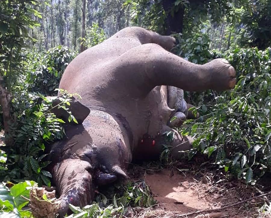 ಗೋಣಿಕೊಪ್ಪಲು ಬಳಿಯ ಮಂಚಳ್ಳಿ ಕಾಫಿ ತೋಟದಲ್ಲಿ ಮೃತಪಟ್ಟ ಕಾಡಾನೆ