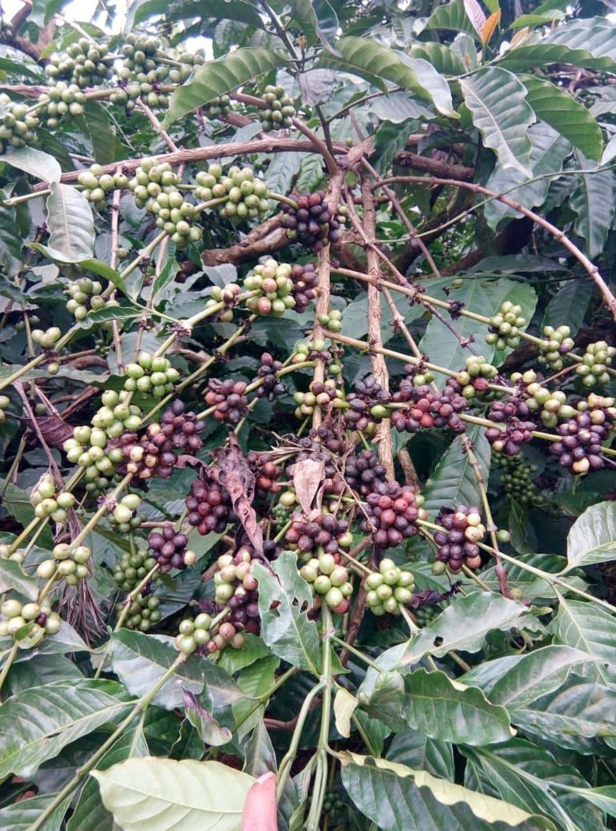 ಗಿಡದಲ್ಲೇ ಕೊಳೆಯುತ್ತಿರುವ ಕಾಫಿ ಕಾಯಿ - ಪ್ರಜಾವಾಣಿ ಸಂಗ್ರಹ ಚಿತ್ರ