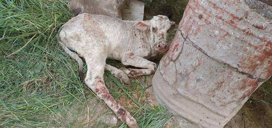 ಸಿಗದೆ ಚರ್ಮ ಗಂಟು ರೋಗದಿಂದ ಬಳಲುತ್ತಿರುವ ಆಕಳು ಕರು