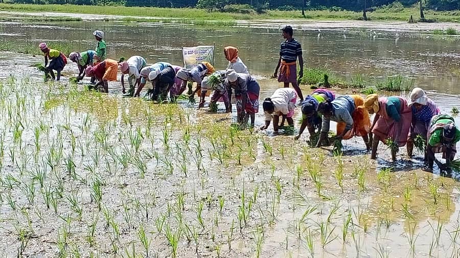 ‘ಸಿರಿಕುರಲ್’ ಆಸಕ್ತರ ತಂಡದಿಂದ ಪಾಳುಭೂಮಿಯಲ್ಲಿ ಭತ್ತ ನಾಟಿ ವೈಭವ