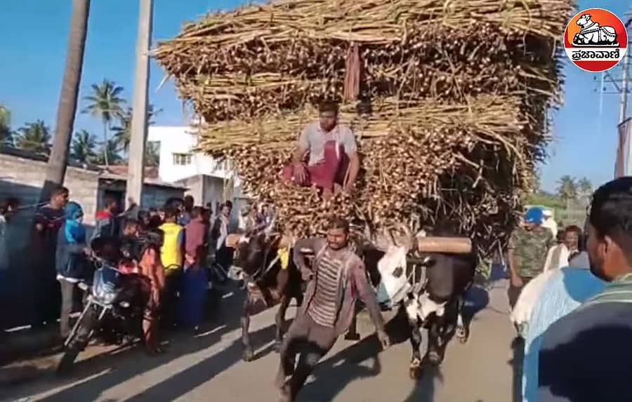 ಎತ್ತಿನ ಬಂಡಿಗೆ ತುಂಬಲಾಗಿದ್ದ ಕಬ್ಬು 
